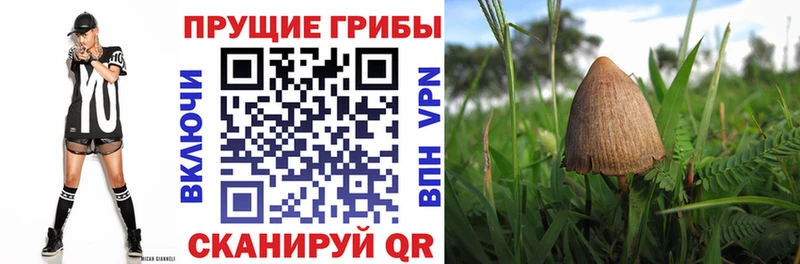 Псилоцибиновые грибы мицелий  дарнет шоп  Тюмень 